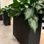 Large rectangular lightweight planters in office with green foliage