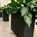 Large rectangular lightweight planters in office with green foliage