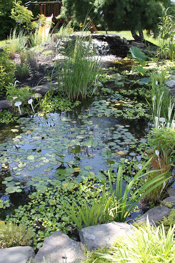 Aquatic Plants for Your Cincinnati Pond - Aquatic & Garden Decor