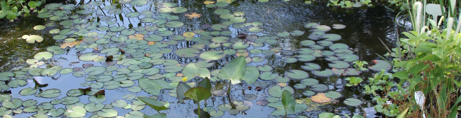 A garden pond with lily pads