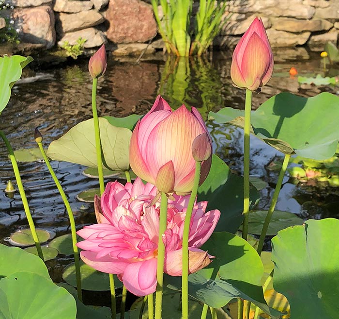 Pink flowers and green lily pads growing in pond as a result of water gardening