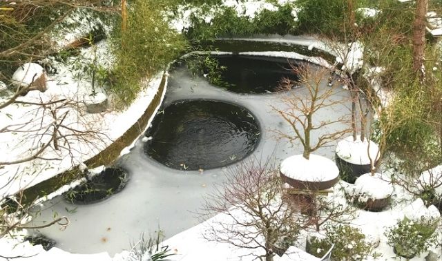 Backyard pond in winter with openings on frozen surface, indicating pond has been winterized correctly
