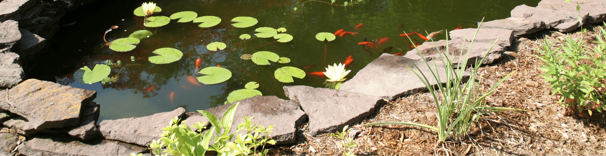 Koi pond with lily pads and fish that has been spring cleaned