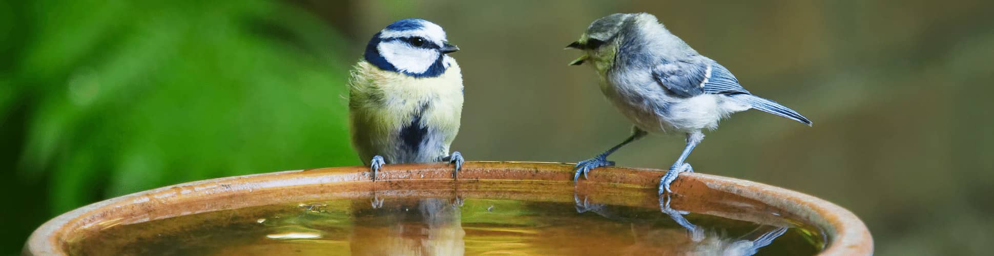 Two blue colored birds perched on the edge of a bird bath with water in it and green trees in the background